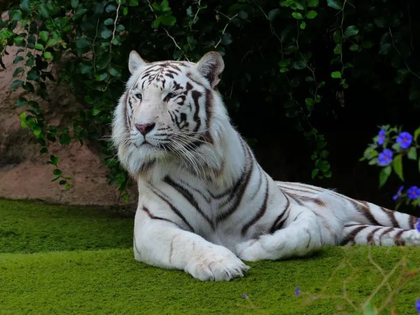 Tigrul bengalez alb; sursă foto: animalwised.com