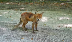 Vulpea cerșetoare din Sinaia