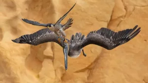 vulturul-care-reuseste-sa-ucida-un-pelican