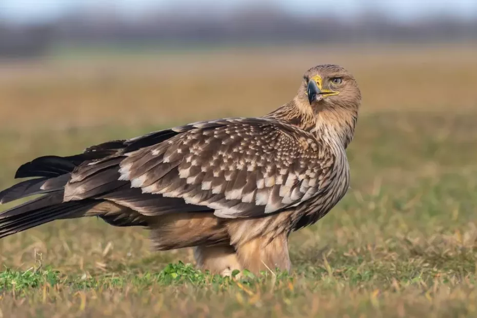 Un animal rar și-a făcut apariția în România după zeci de ani!