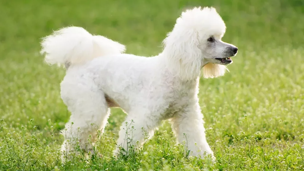 Cum să câștigați încrederea câinelului: Un câine de talie mică