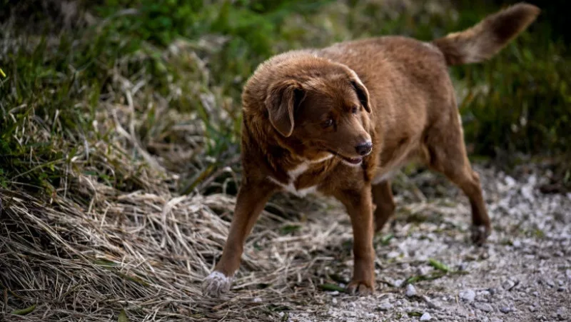 De ce gâfâie câinele tău: Cel mai bătrân câine din lume 