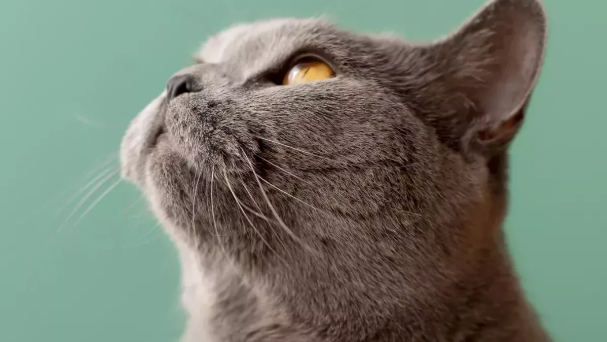 Ce cauzează ghemotoacele de păr la pisici: Pisica care privește