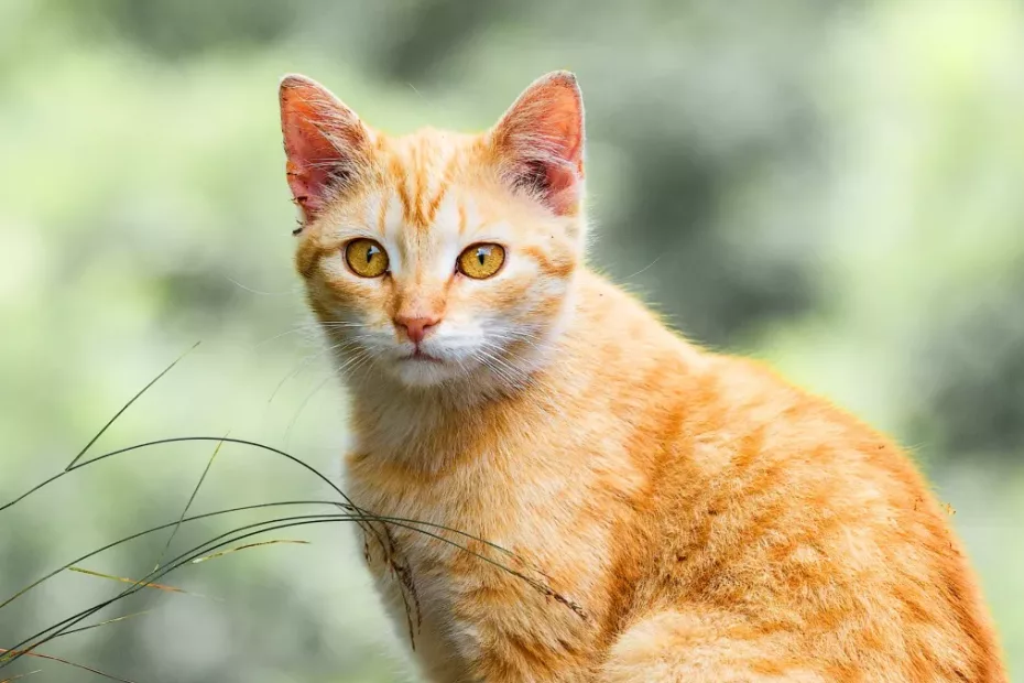 Exista mai multe tipuri de zgâriat al pisicilor?