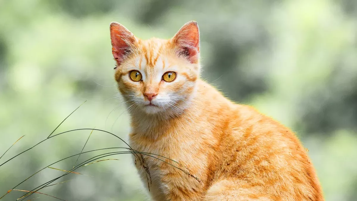 De ce nu trebuie: Pisică portocalie