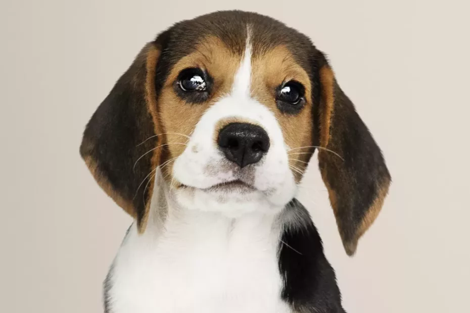 Bebelușii sunt mai sănătoși dacă au animale în preajmă animale!