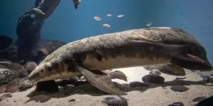 Peștele cel mai bătrân din lume de 100 de ani