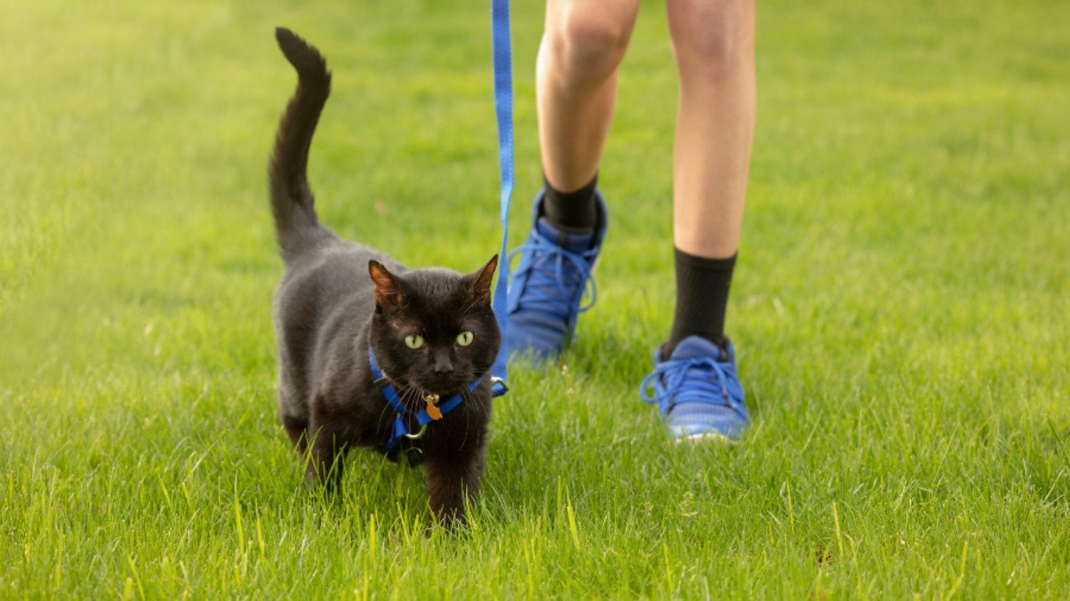 Știi cât de rapidă este pisica ta: Plimbare cu pisica