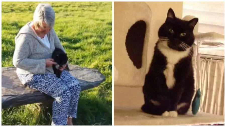 Povestea femeii care a intrat în depresie după ce și-a pierdut pisica!