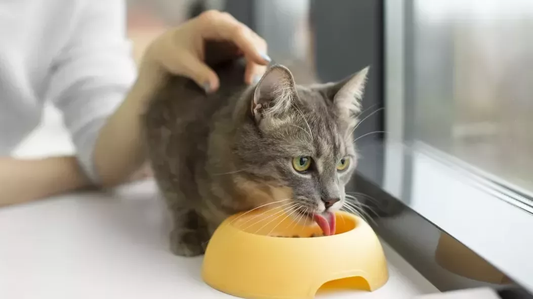 De ce mă linge pisica mea: O pisică cu mâncare