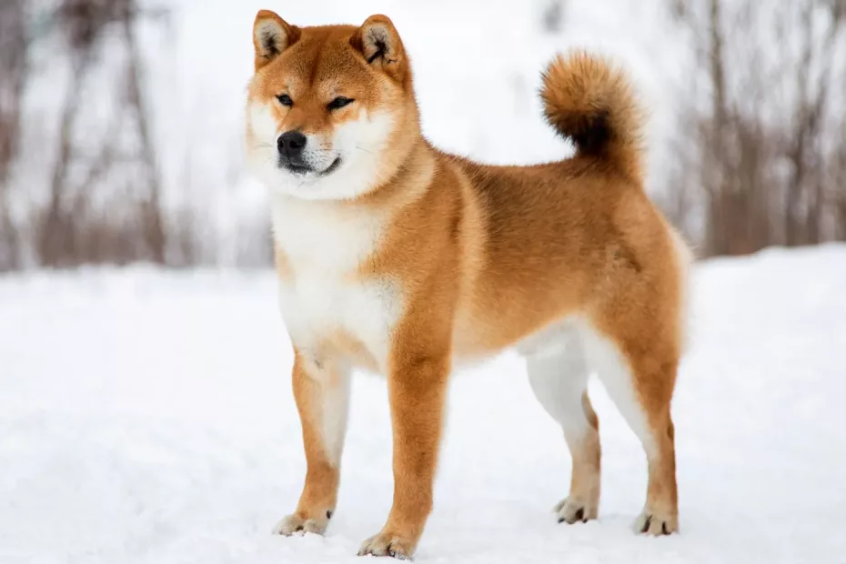 Shiba Inu este o rasă de câine de talie mică originară din Japonia