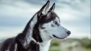 Husky-ul Siberian este cel mai prietenos câine?