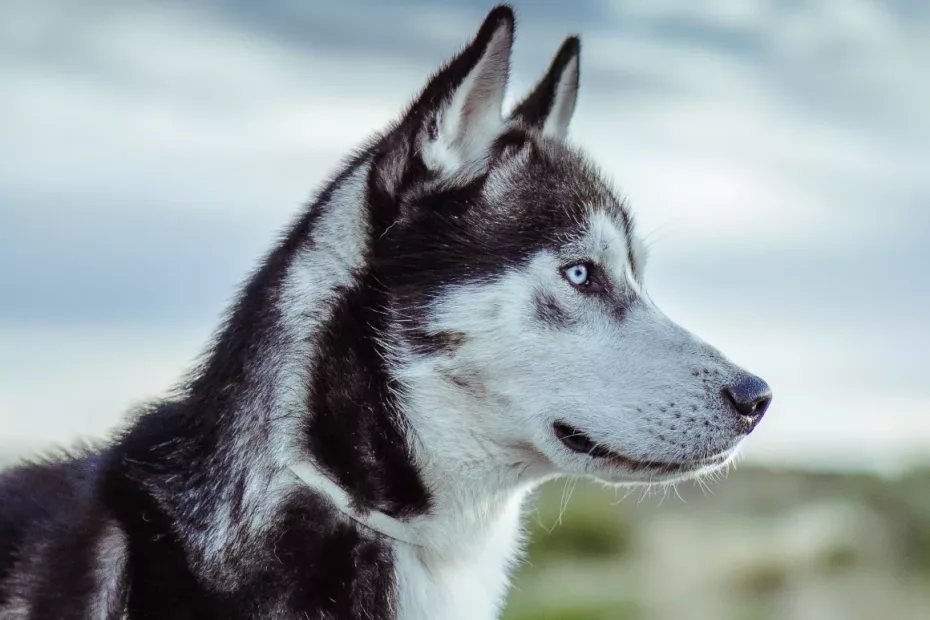 Husky-ul Siberian este cel mai prietenos câine?