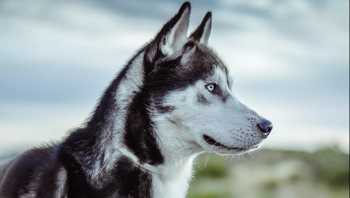 De ce aleargă: Un Husky