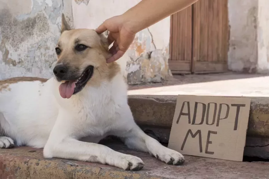 Ce pași trebuie să urmezi dacă vrei să adopți?