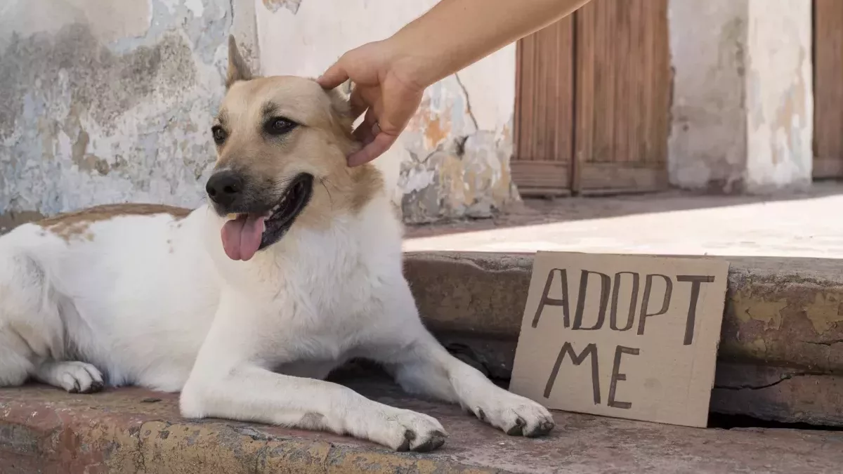 Câinii tăi se bat? Câine abandonat