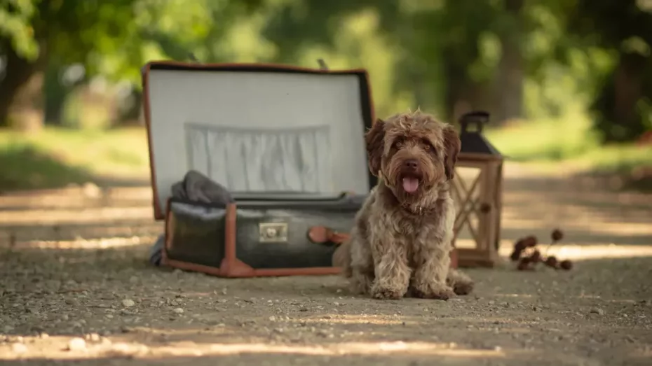 Animalele de companie au voie în tren?