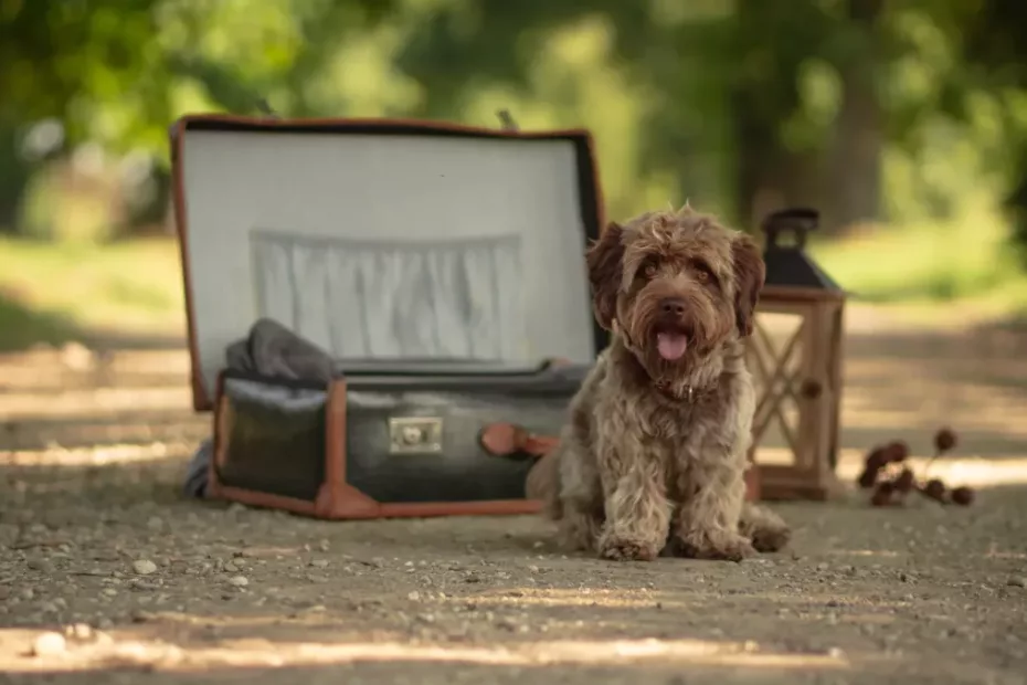 Animalele de companie au voie în tren?