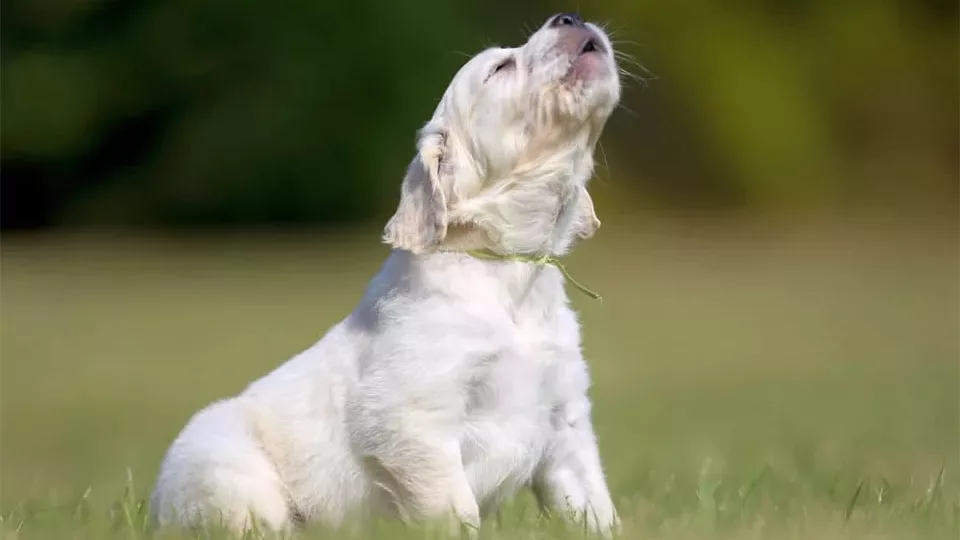 Este câinele meu fericit: Un pui de câine