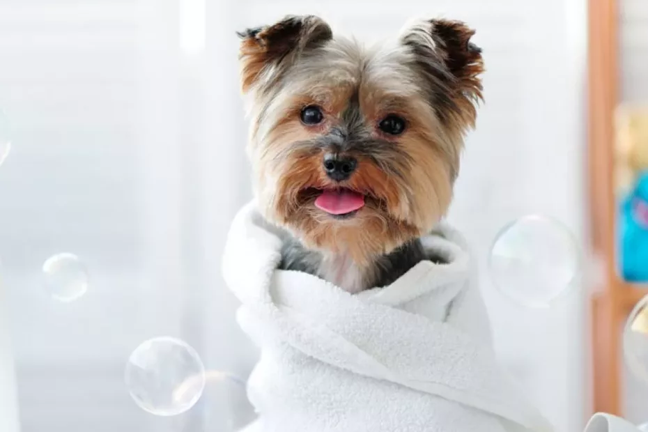 Cum ai grijă de cățelul tău în sezonul rece?