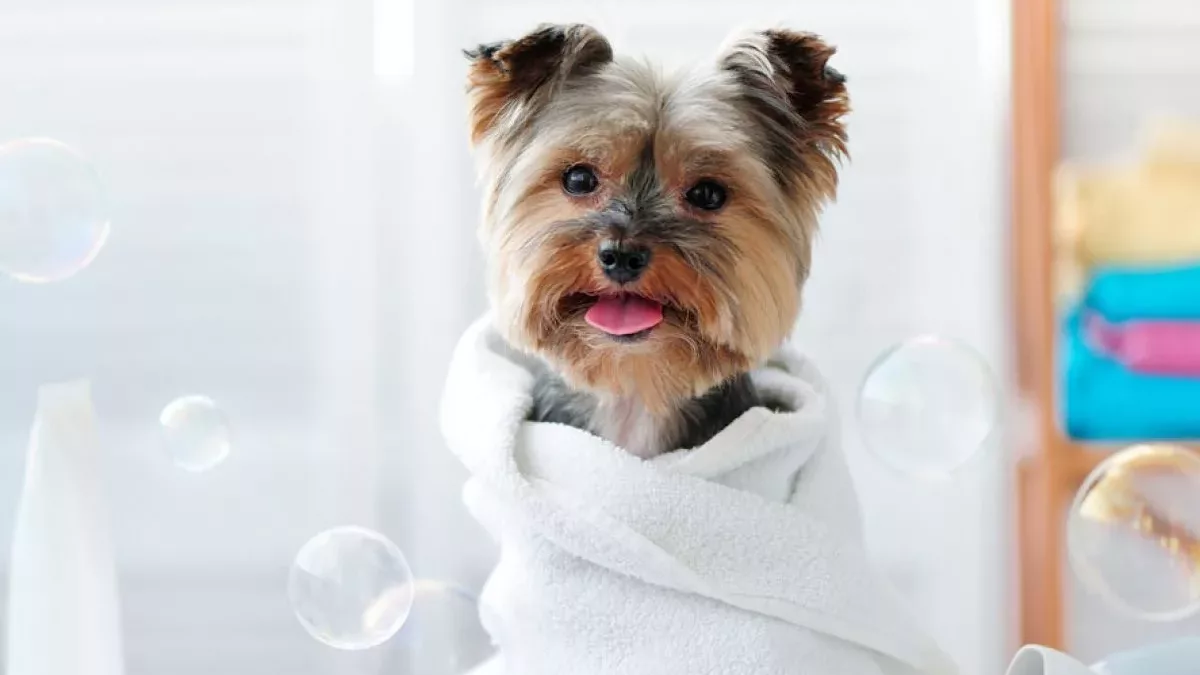 Evoluția raselor de câini: Câine ieșit din baie