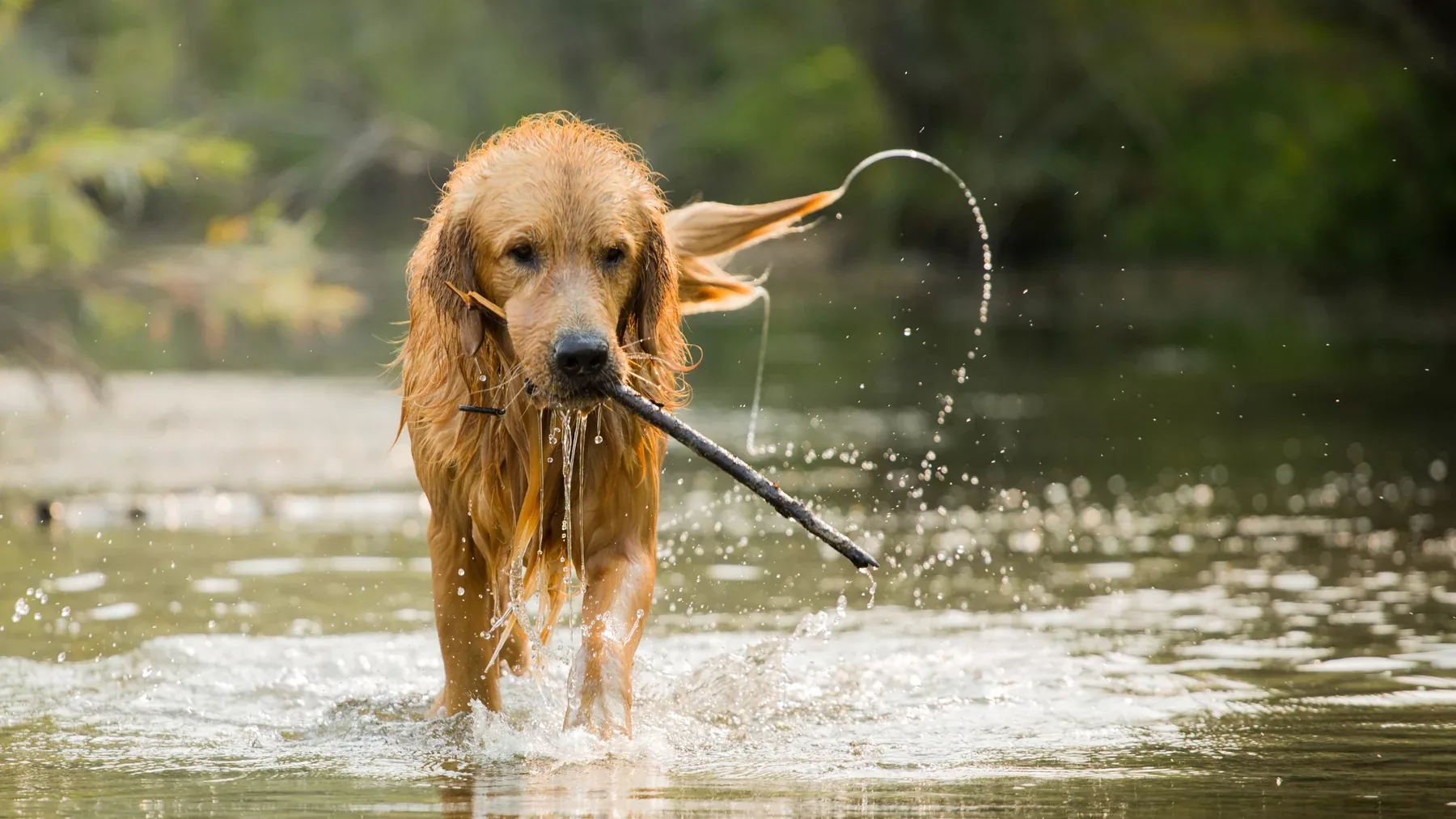 Un caniche senior: Un câine singurel