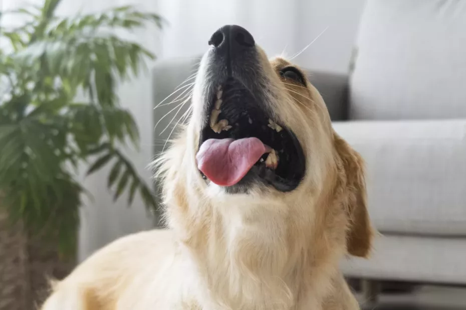 Cât de benefică este sterilizarea animalelor?