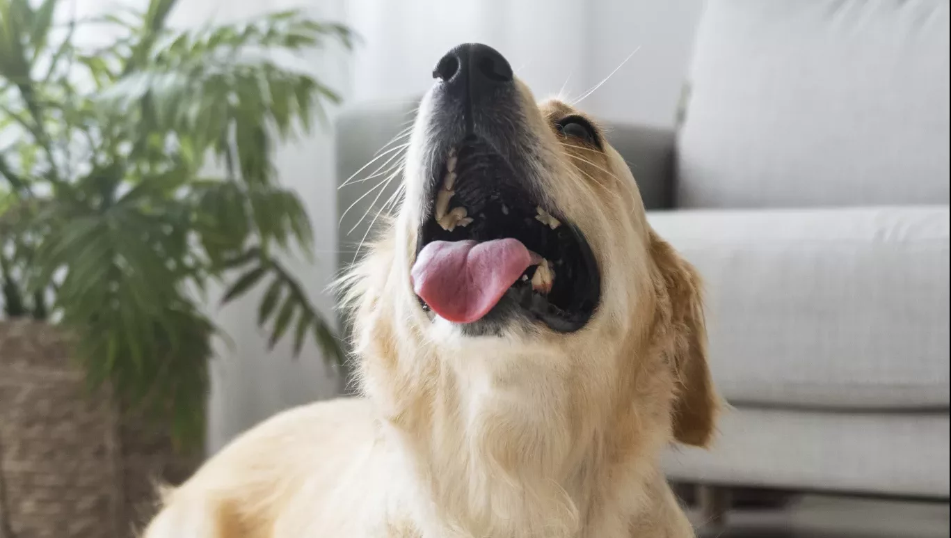 Semnele bolii parodontale la câini: Câine care stă 