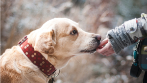 Este bine să adopți un animal la insistențele copilului?