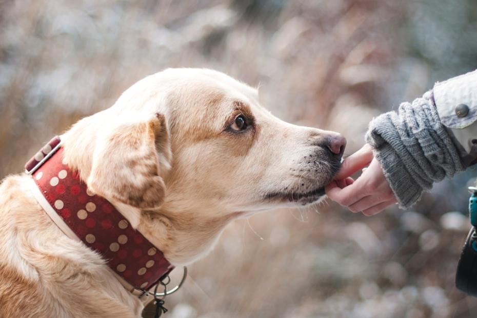 Este bine să adopți un animal la insistențele copilului?