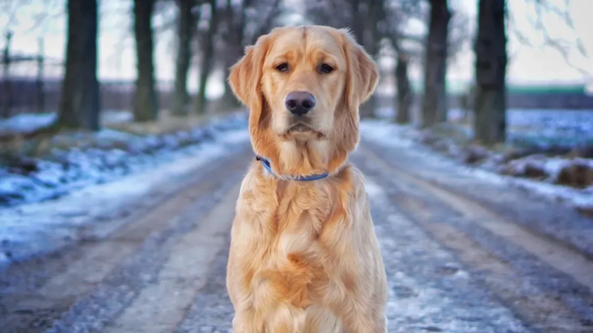 Le place câinilor să fie mângâiați: Câine Golden Retriever