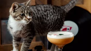 Ce se întâmplă dacă o pisică consumă alcool?