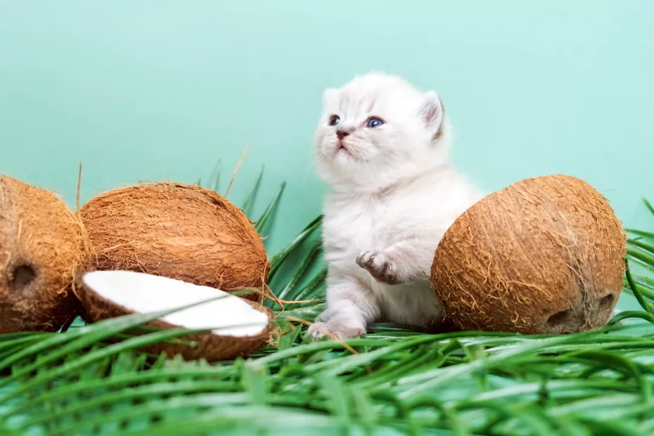 Uleiul de cocos este benefic pentru pisici?