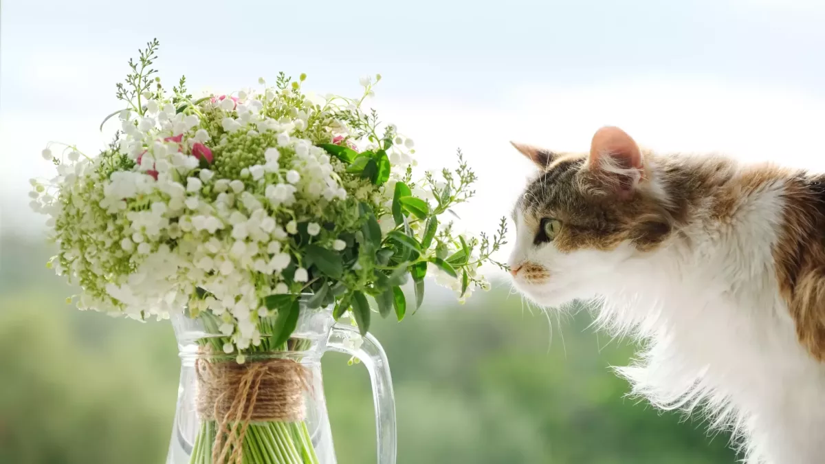 Suferă pisica ta de anxietate: O pisică cu flori