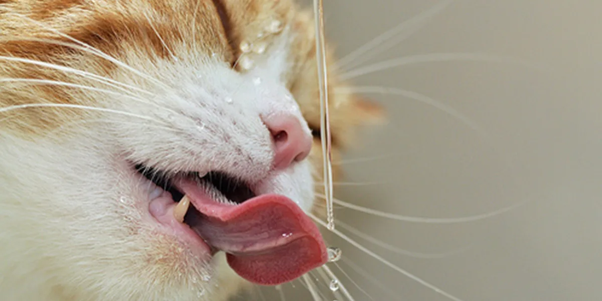 Îți cunoști cu adevărat pisica: Pisicuță care bea apă
