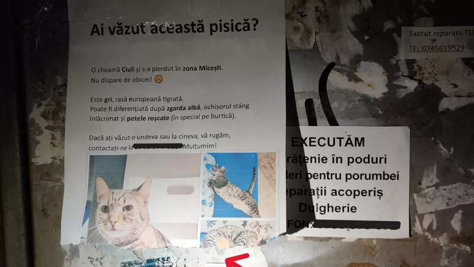 Recompensă mare pentru recuperarea pisicuței!