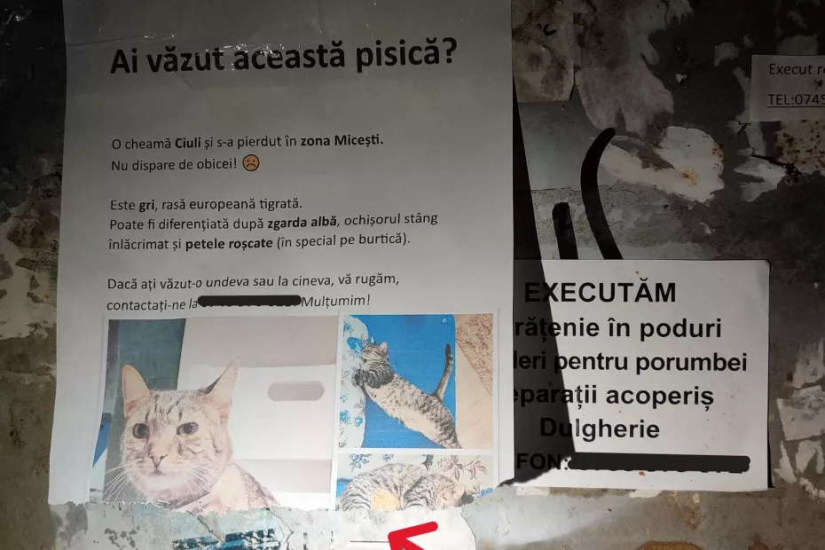 Recompensă mare pentru recuperarea pisicuței!