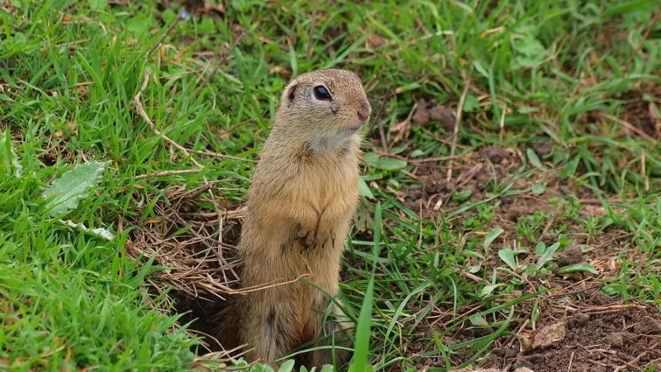 Ce fel de animal este popândăul?