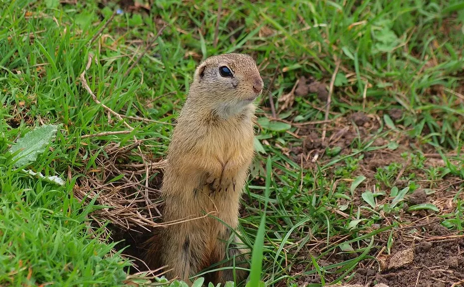 Ce fel de animal este popândăul?