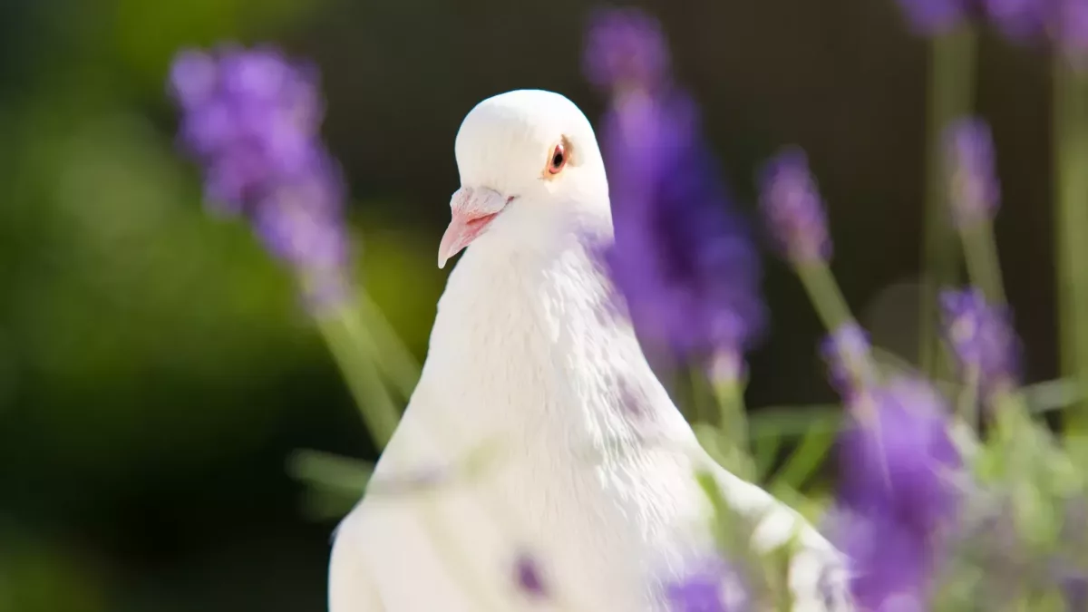 Prietenii neobișnuite: Porumbel alb