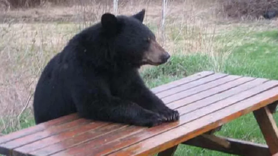Urșii protejați: Un urs la picnic