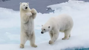 Ce culoare are pielea urșilor polari?