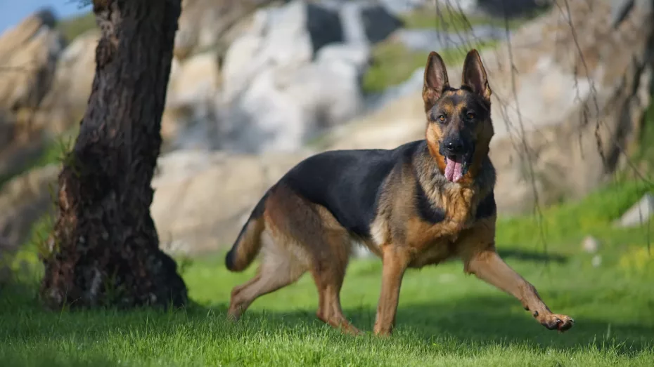 Cum dresezi un câine din rasa Ciobănesc German?