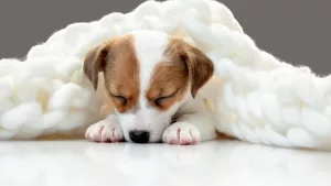Ce este pseudogestația și cum îți poate afecta câinele?