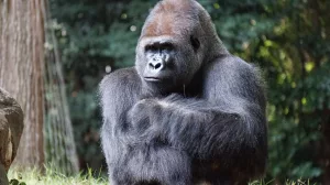 Câți ani are cea mai bătrână gorilă din lume