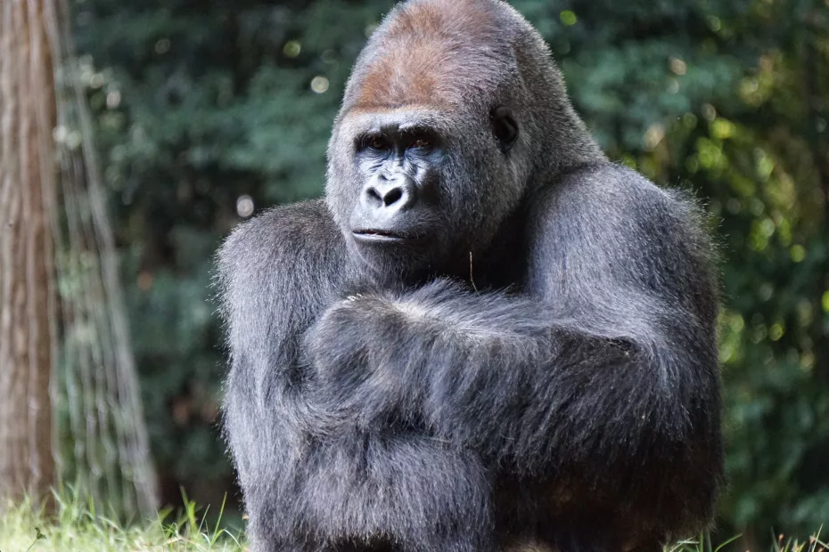 Câți ani are cea mai bătrână gorilă din lume