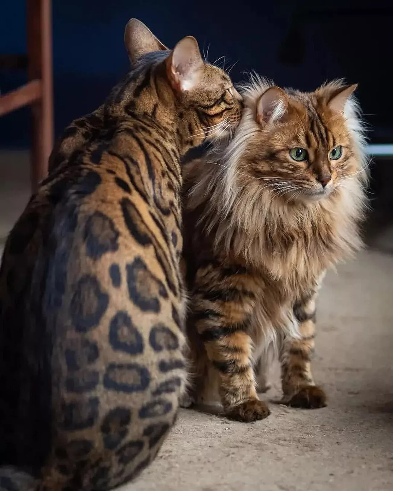 Cezar, pisica leu şi Borys prietenul sau de rasa bengaleza. foto credit Wojtek Czachurski