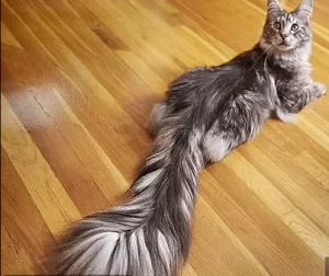 Pisica cu cea mai lungă coadă din lume