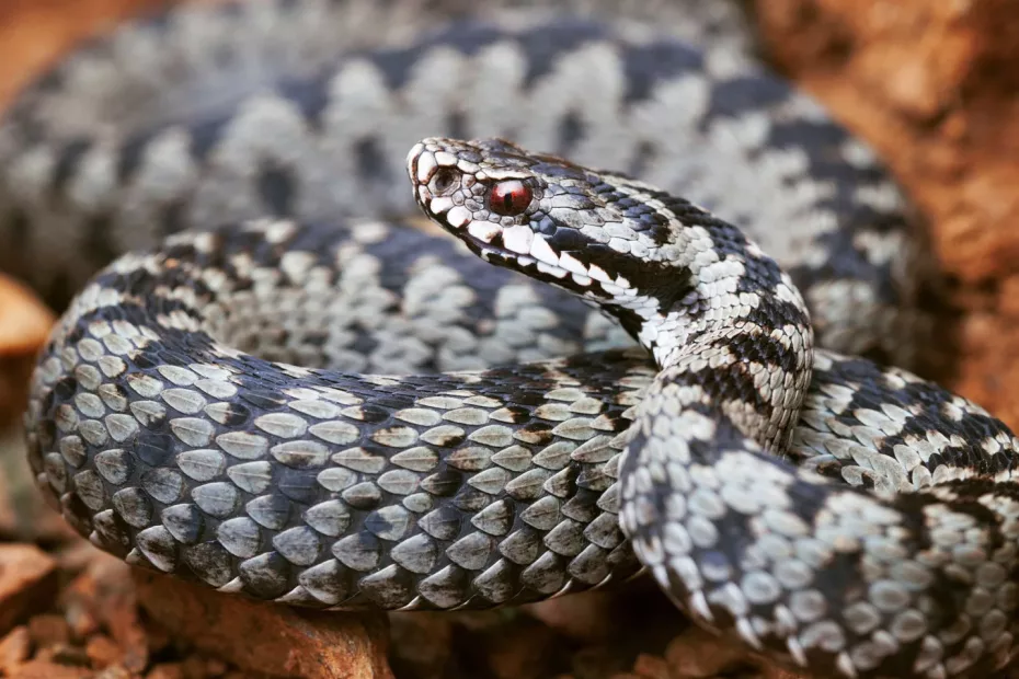 Specie de viperă considerată dispărută descoperită în România!
