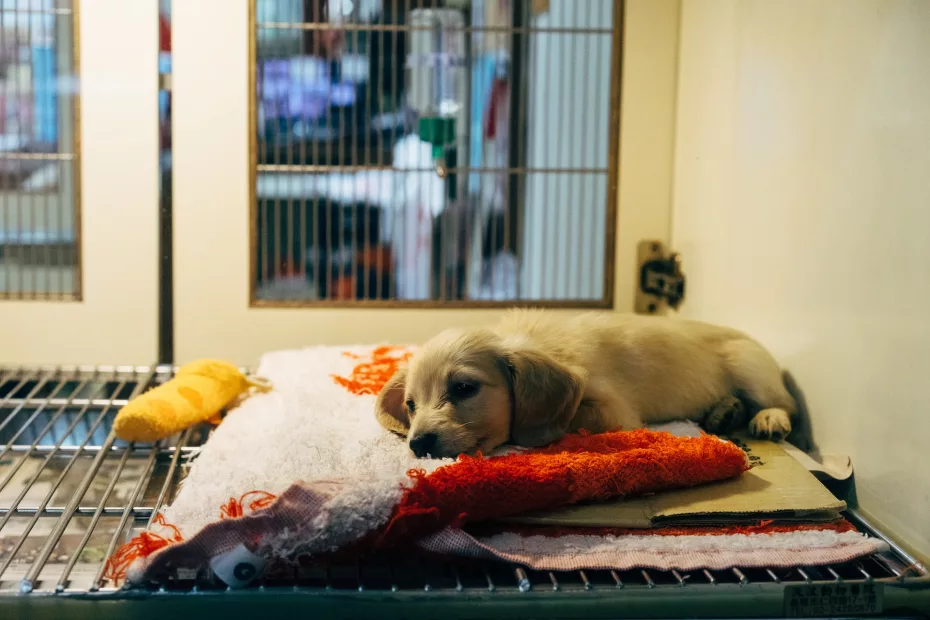 Câine într-un cabinet veterinar în cușca de tratament